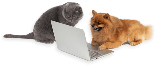 chat et chien se tenant devant un ordinateur
