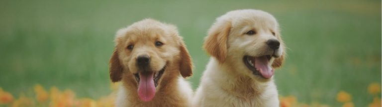 chiots labrador golden