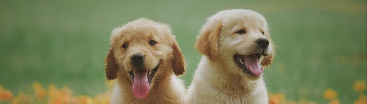 Pourquoi est-il important de vermifuger régulièrement son animal ?