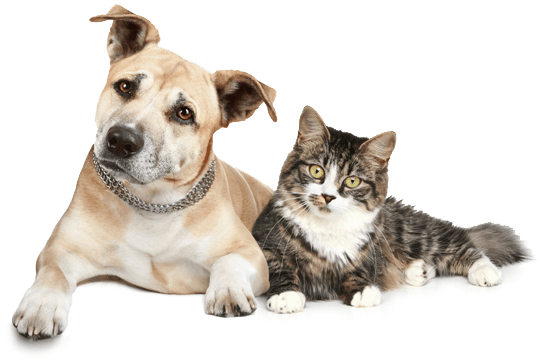 Homeopathie chiens et chats