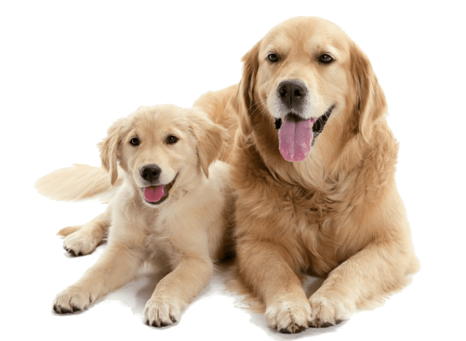 Compléments alimentaires pour chien : nutrition et santé au quotidien