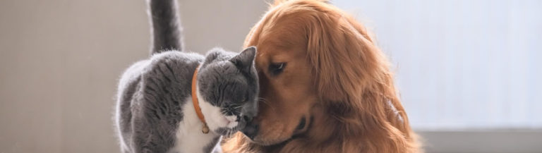 vaccination-chien-chat-vaccins