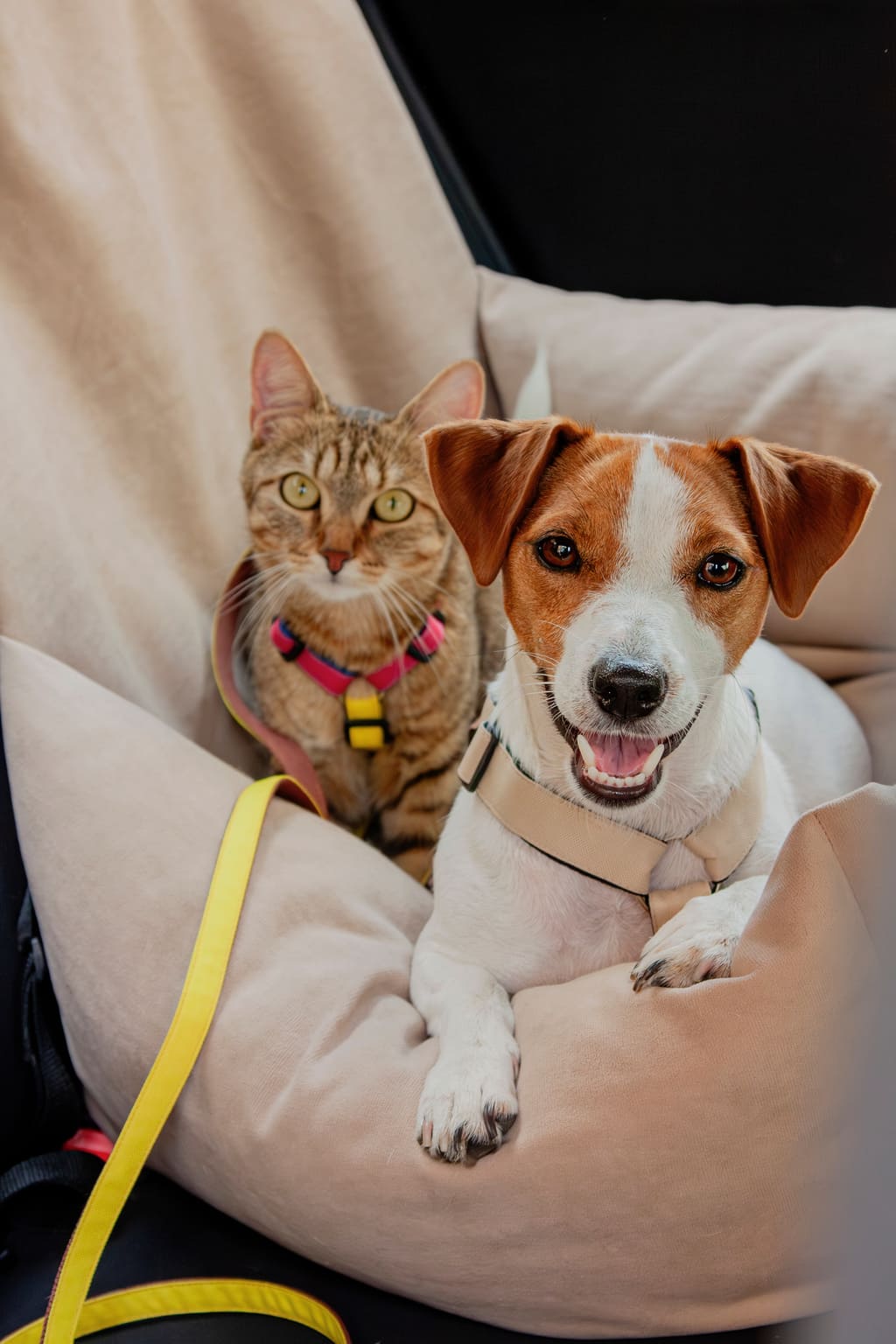 Un chien et un chat dans leur panier, attachés, en voiture.