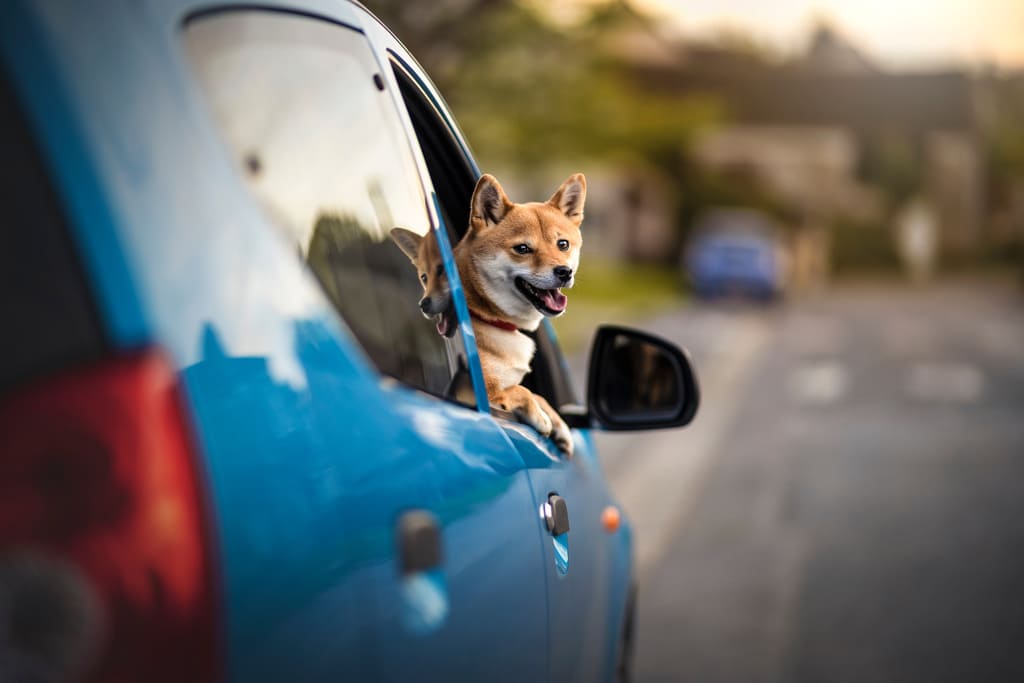 Mal des transports chez le chien et le chat : comment les soulager ?